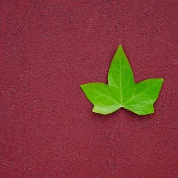 Green tree leaf on the red ground in spring season Stock Photos