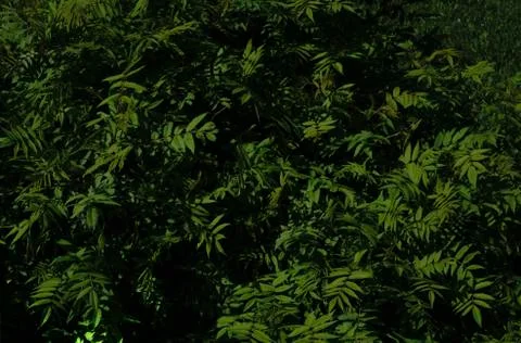 Green tree Leaf Rowan Stock Photos