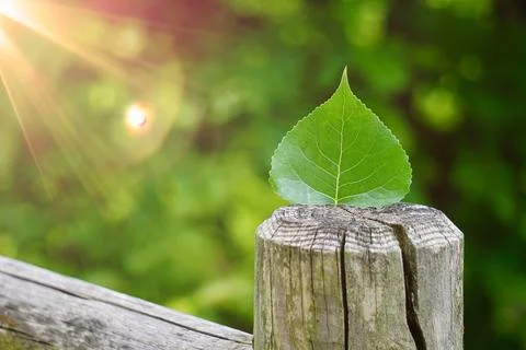 Green tree leaf on the trunk in springtime Stock Photos