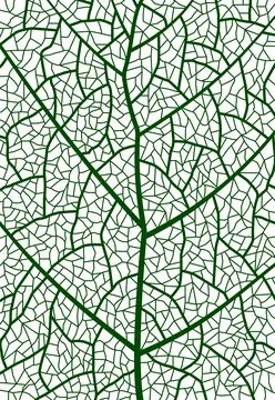 Green tree leaf veins closeup texture pattern イラスト素材
