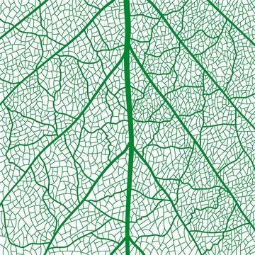 Green tree leaf veins texture pattern closeup イラスト素材