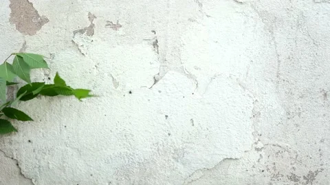 Green tree leaf on a white concrete wall background with cracks Stock Footage 166528345