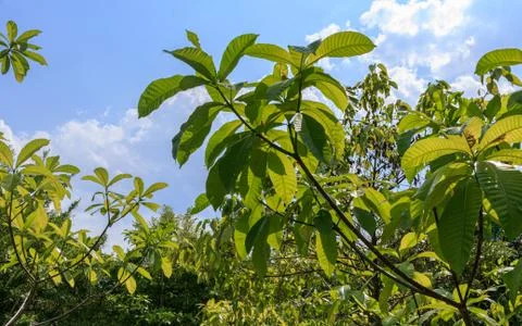 Green tree leafs and blue sky Stock Photos