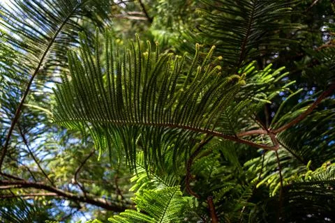Green tree leafs pattern texture abstract background. Foto stock