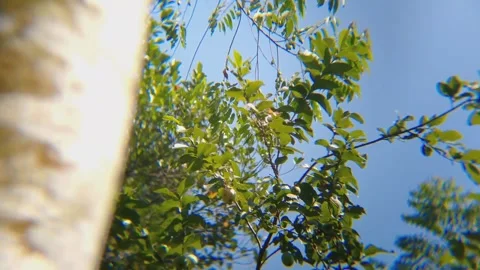 Green Tree Leaves Against Blue Sky Low Angle Shot Stock Footage 343935017