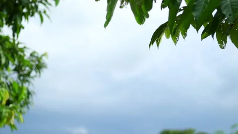 Green tree leaves against cloudy sky with copy space for nature themes 스톡 동영상 339759846