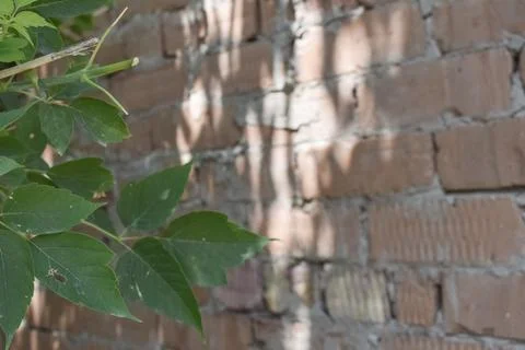 Green tree leaves against a rustic red brick wall background Stock-Fotos