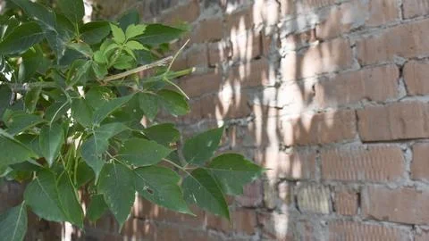 Green tree leaves against a rustic red brick wall background Stock-Fotos