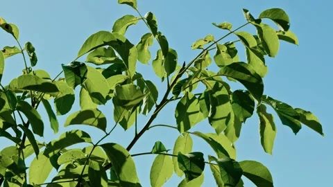 Green Tree Leaves and Branches Against Blue Sky Stock Footage 345400952