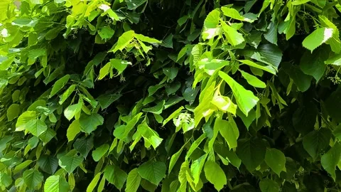 Green Tree leaves of Austria in the Wind Natural video footage 4k Stock Footage 131151689