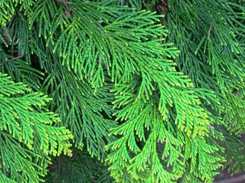 Green Tree Leaves Background Stock Photos