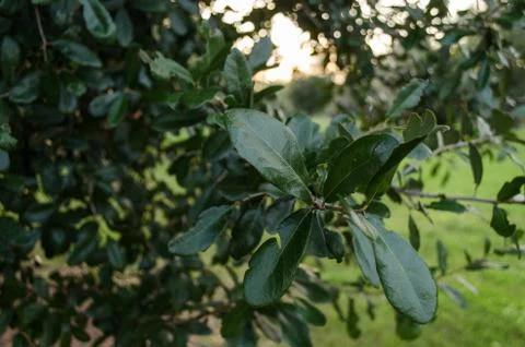 Green tree leaves background. Stock Photos