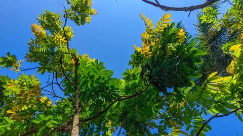 Green tree leaves beneath a cloudless blue sky. Stock Photos