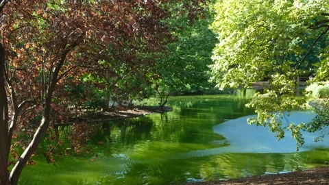 Green tree leaves blowing in the wind above scenic pond in public park Stock Footage 343887701