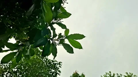 Green Tree Leaves Branching Under Overcast Sky Stock Footage 342974357