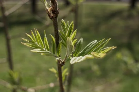 Green tree leaves close up in spring Stock Photos