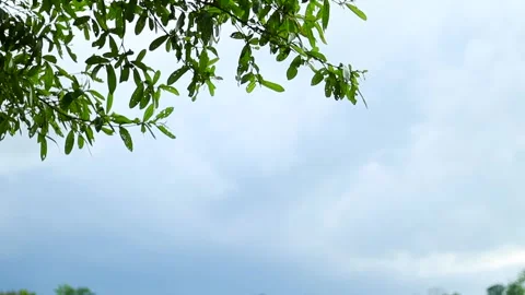 Green tree leaves with cloudy blue sky background before rainfall Видео 339759931