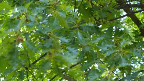 Green tree leaves creating dappled sunlight effect in a forested area in 4K.. Stock Footage 293142244