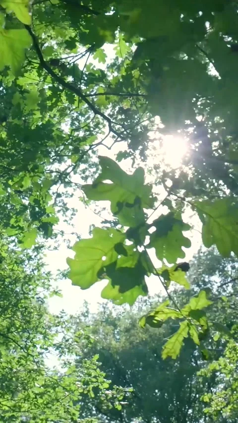Green tree leaves filtering bright sunlight Video stock 327111429