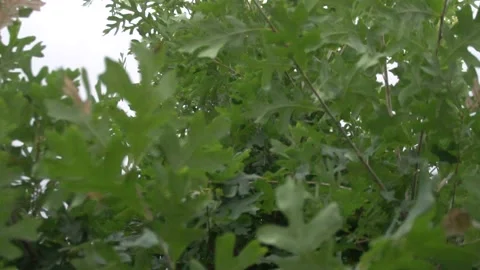 Green Tree Leaves Flowing in the Wind 库存影片 166815478