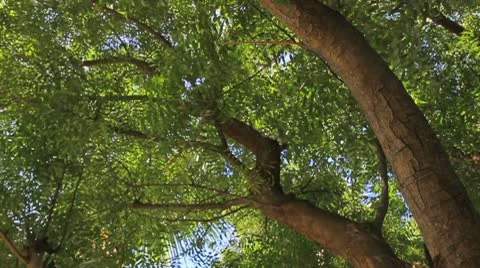 Green tree leaves Video stock 8929296