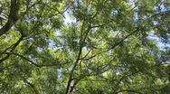 Green Tree Leaves Stock Footage