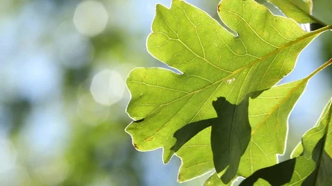 Green tree leaves Stock Footage 127166039