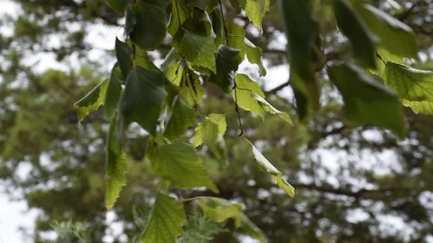 Green tree leaves Stock Footage 129671376