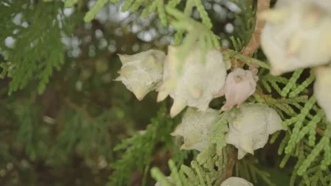 Green tree leaves Stock Footage 231629212