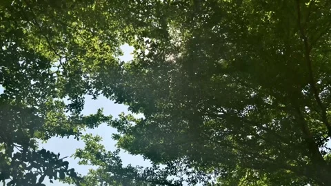  Green Tree Leaves Stock-Footage 335883879