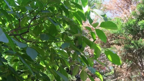 Green Tree Leaves Gently Swaying in Light Breeze on Sunny Day Video stock 337722105