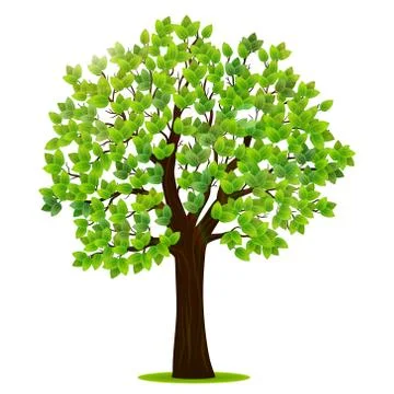 Green tree with leaves Stock Illustration