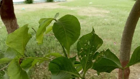 Green tree leaves with insect nibble damage close up stock photo park 写真素材