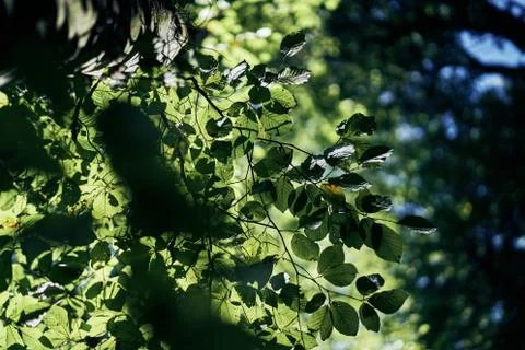 Green tree leaves. Looking above the forest. Leaf with sun shining through Stock Photos