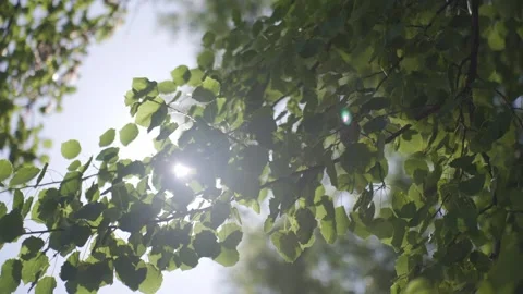 Green tree leaves move in sunlight with bright sun rays shining through branches Stock Footage 337434098