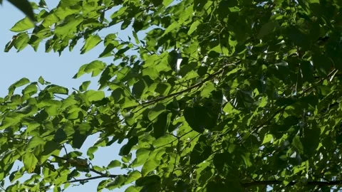 Green tree leaves moving in a light breeze Stock Footage 346638290