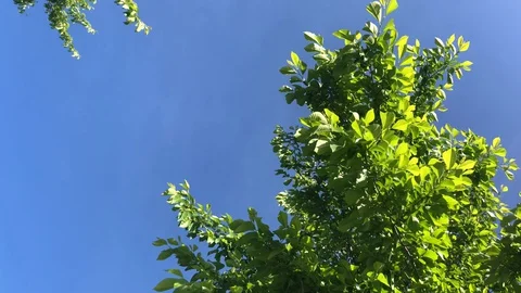 Green tree leaves moving by the wind Stock Footage 128894799