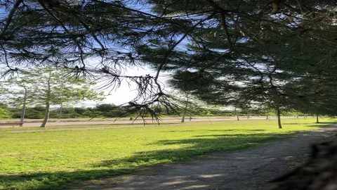Green tree leaves moving by the wind Stock Footage 128895859