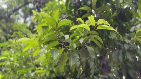 Green tree leaves moving in wind under soft natural daylight Stock Footage 313476077
