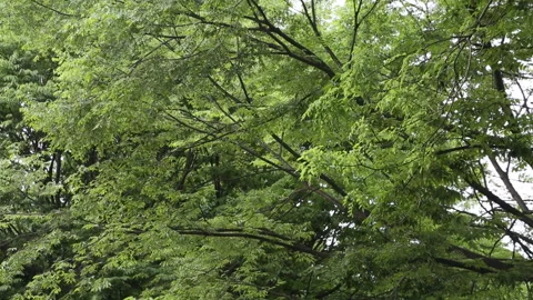 Green Tree Leaves Nature Forest Background Summer Stock Footage 333356232