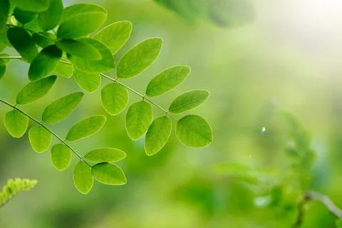 Green tree leaves in the nature in spring season green background Stock Photos