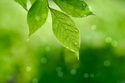 Green tree leaves in the nature in spring season green background Stock Photos