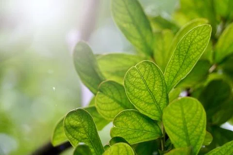 Green tree leaves in the nature in springtime Stock Photos