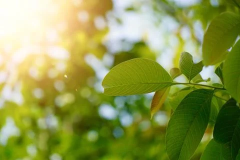 Green tree leaves in the nature in springtime Stock Photos