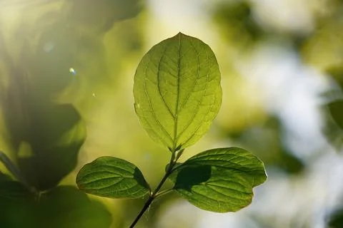 Green tree leaves in the nature in springtime Stock Photos