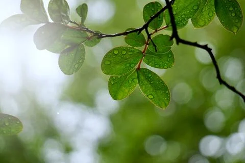 Green tree leaves in the nature in springtime Stock Photos