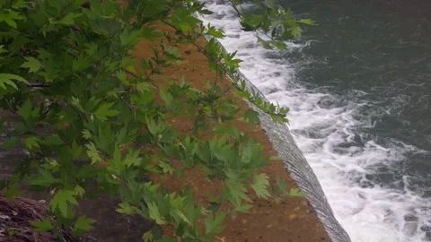 Green Tree Leaves Over Fast Flowing River Water Stock Footage 336582315