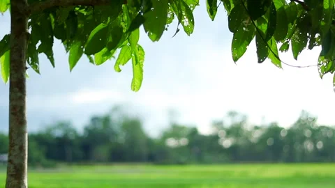 Green tree leaves over lush countryside with natural copy space Vidéo 339759683