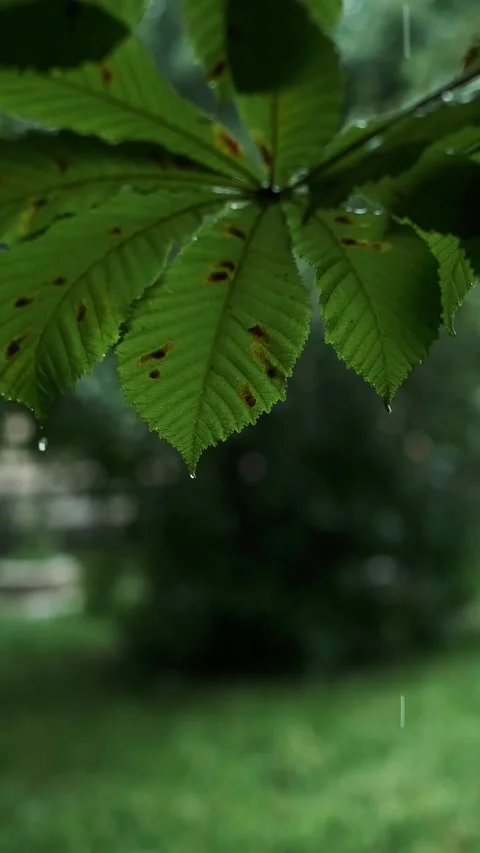 Green tree leaves in a park, heavy summer rain, tropical downpour, promoting cou Stock Footage 277643162