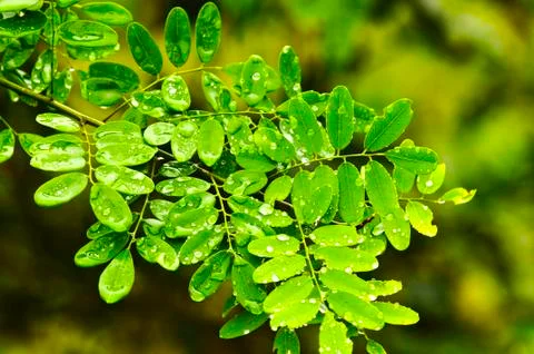 Green tree leaves Stock Photos
